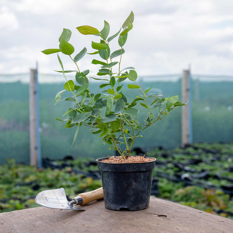 Blueberry Plant 'Duke'