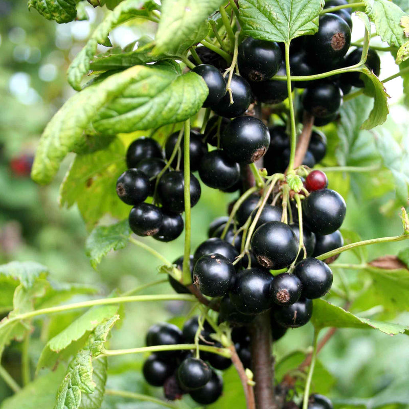 Blackcurrant Plant 'Summer Pearls Patio Black'