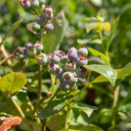 Blueberry Plant 'Duke'