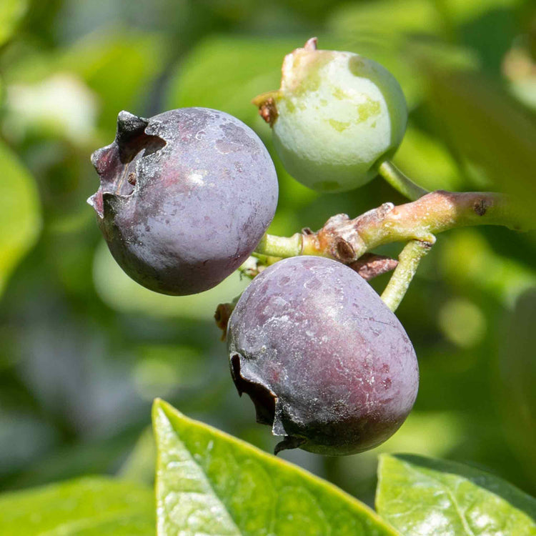 Blueberry Plant 'Duke'