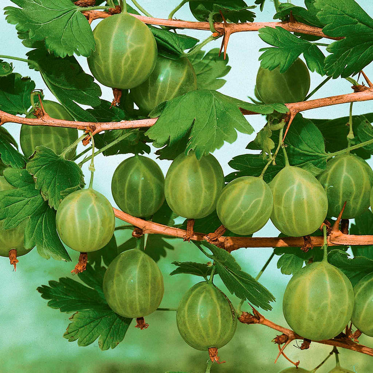 Gooseberry Plant 'Invicta'