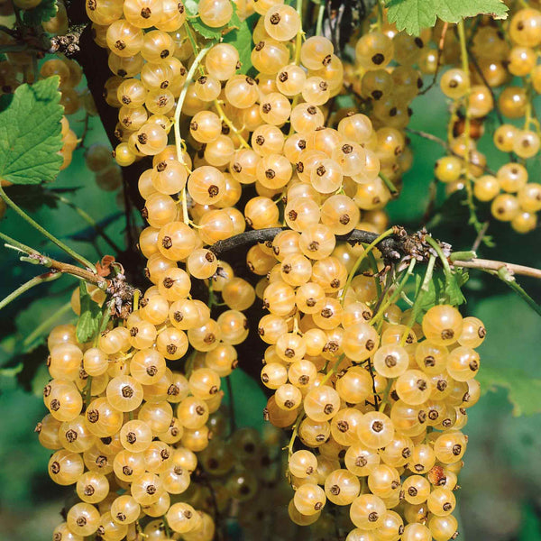 Whitecurrant Plant 'Blanka'