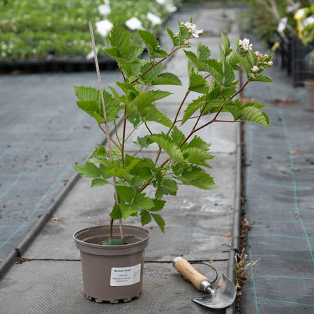 Blackberry Plant 'Coolaris Garden'