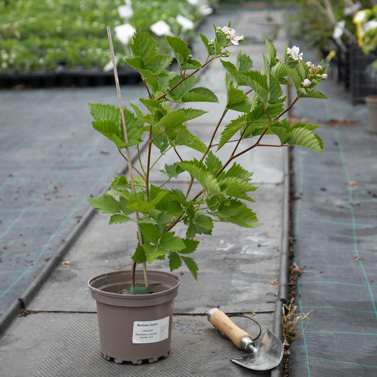 Blackberry Plant 'Coolaris Garden'