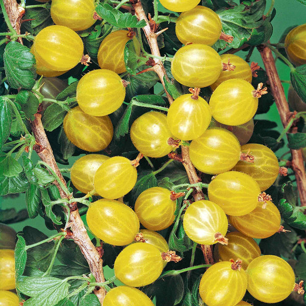 Gooseberry Plant 'Hinnonmaki Yellow'