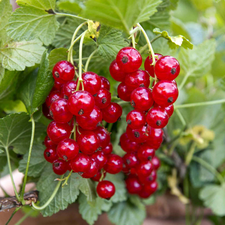 Redcurrant Plant 'Rovada'