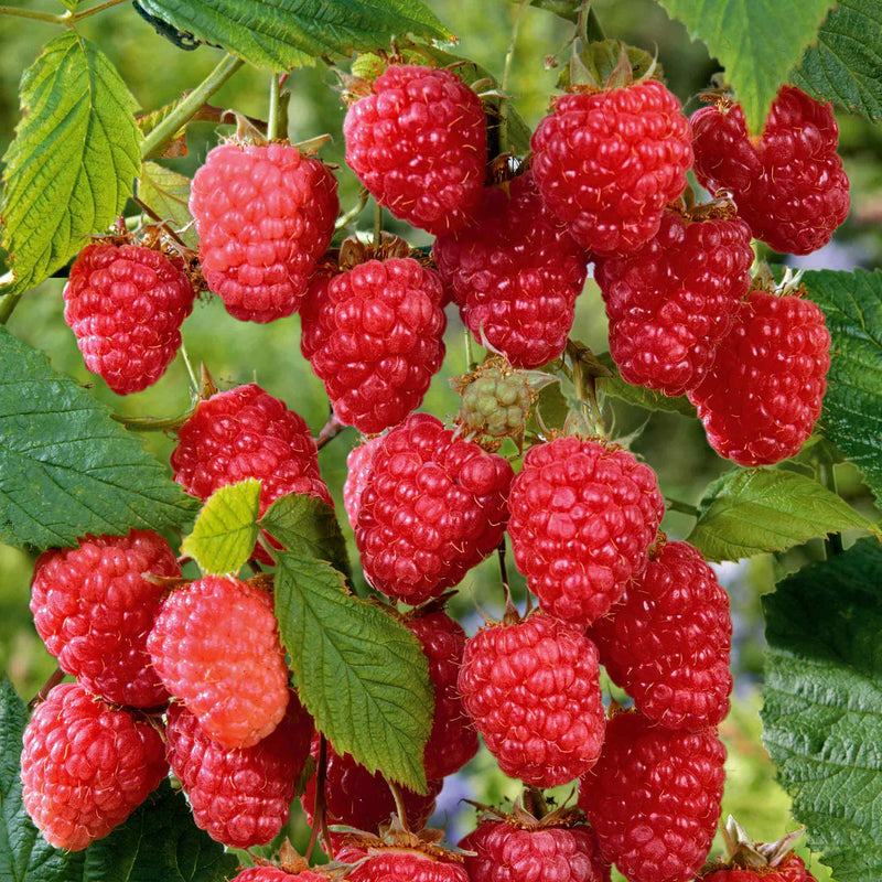 High Rise Raspberry Raspberry Plant 'Cascade Delight' | Marshalls Garden