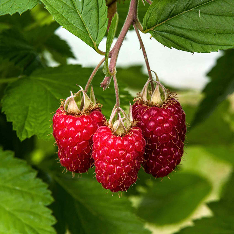 Raspberry Plants