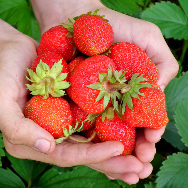 Strawberry Plant 'Malling Allure'