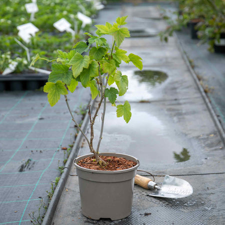 Blackcurrant Plant 'Summer Pearls Patio Black'