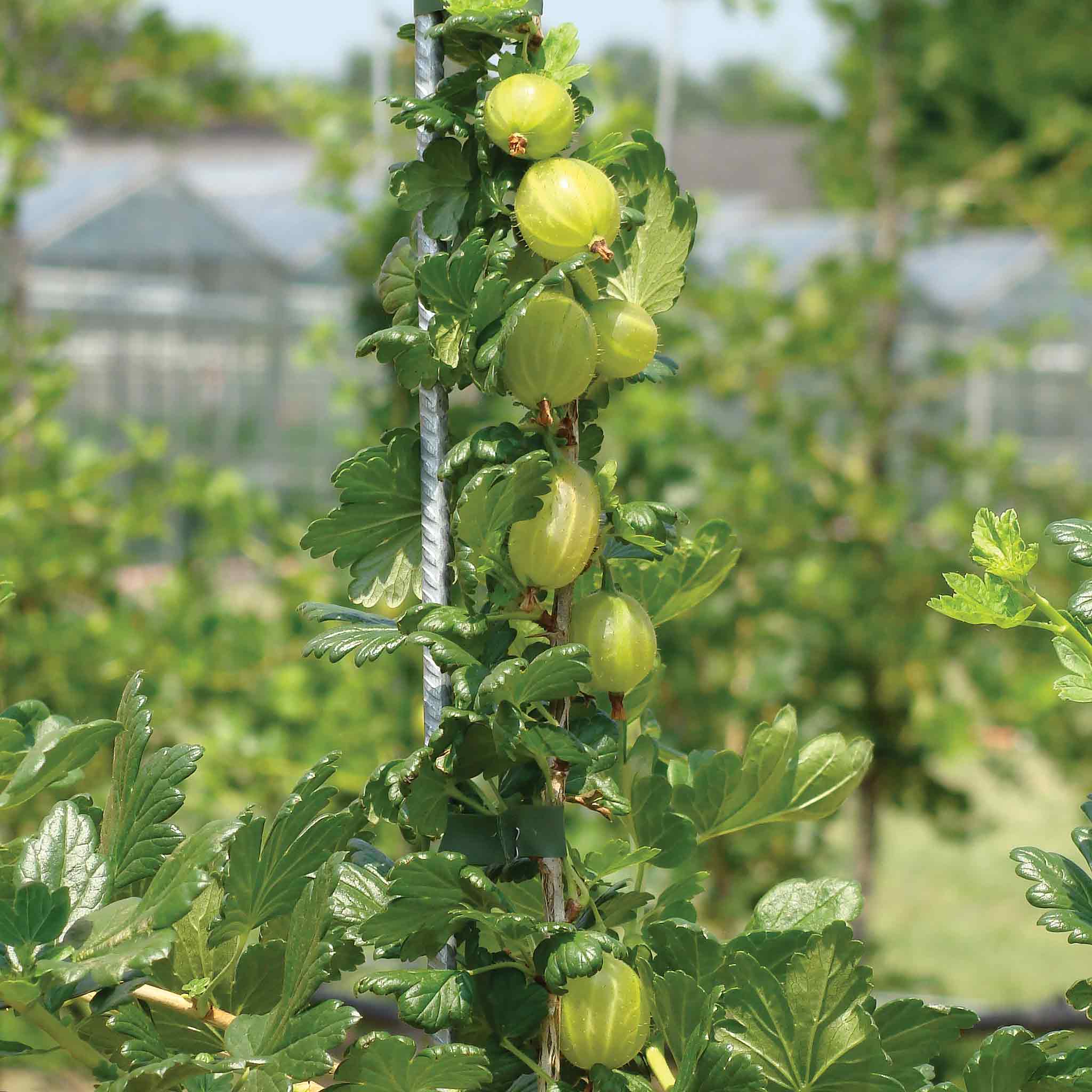 Gooseberry Invasive Gooseberry Plant 'Invicta' | Marshalls Garden