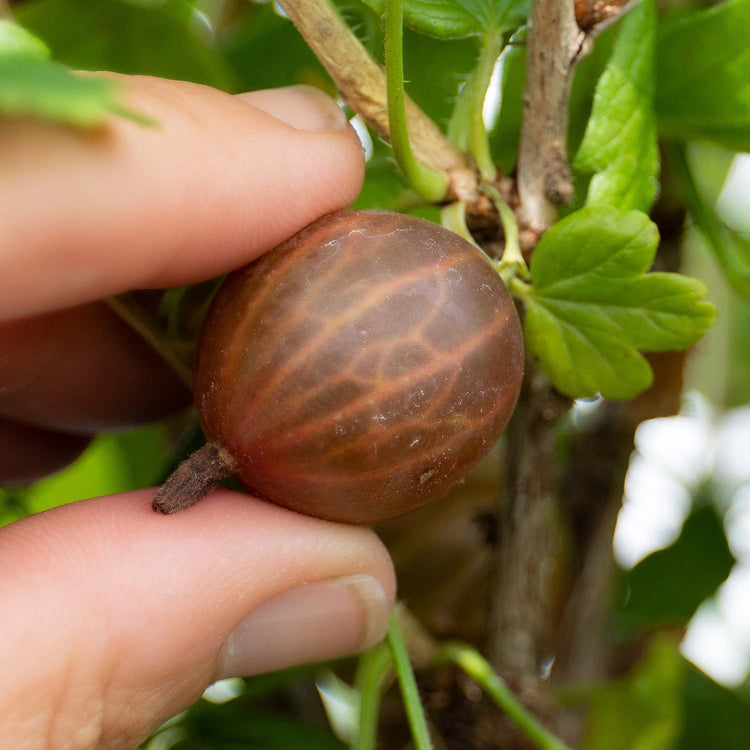 Gooseberry Standard Plant 'Hinnonmaki Red'