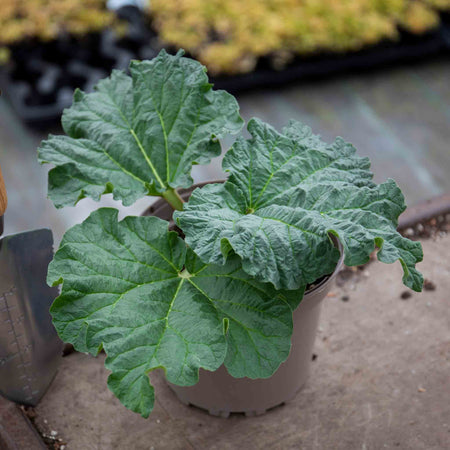 Rhubarb Plant 'Victoria'