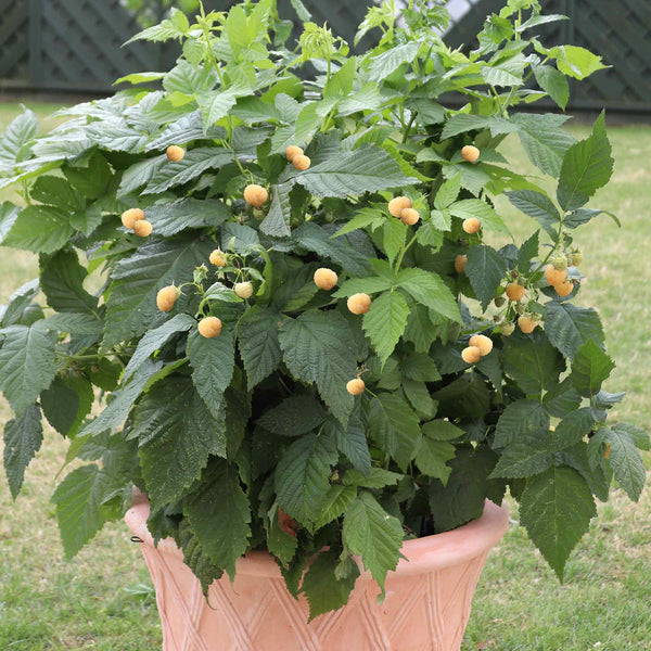 Raspberry Plant Summer Lovers 'Patio Gold'