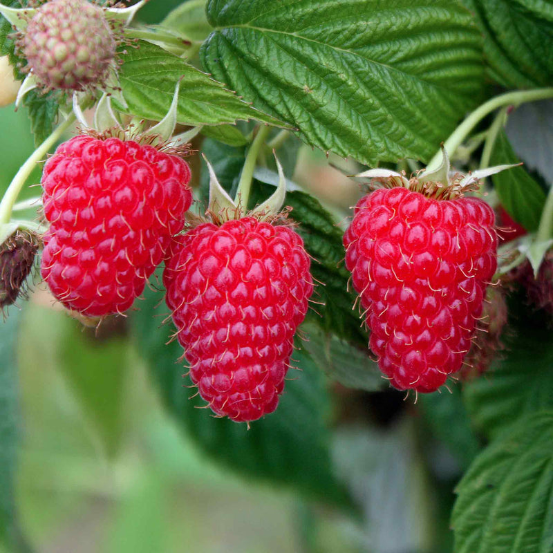 Raspberry Plant Summer Lovers 'Patio Red'