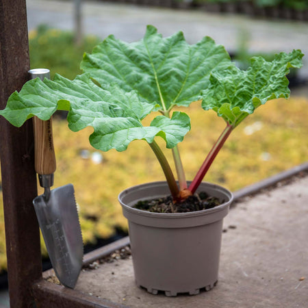 Rhubarb Plant 'Raspberry Red'