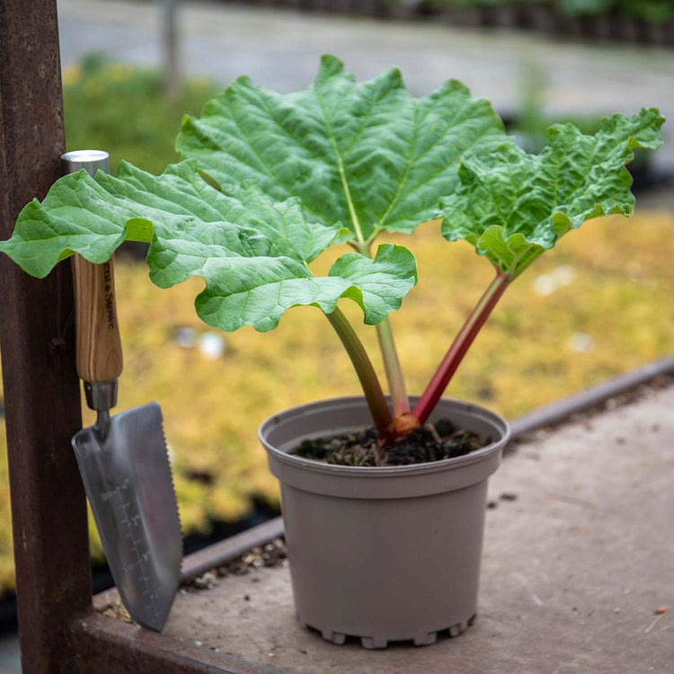 potted rhubarb plants for sale Rhubarb Plant 'Raspberry Red'