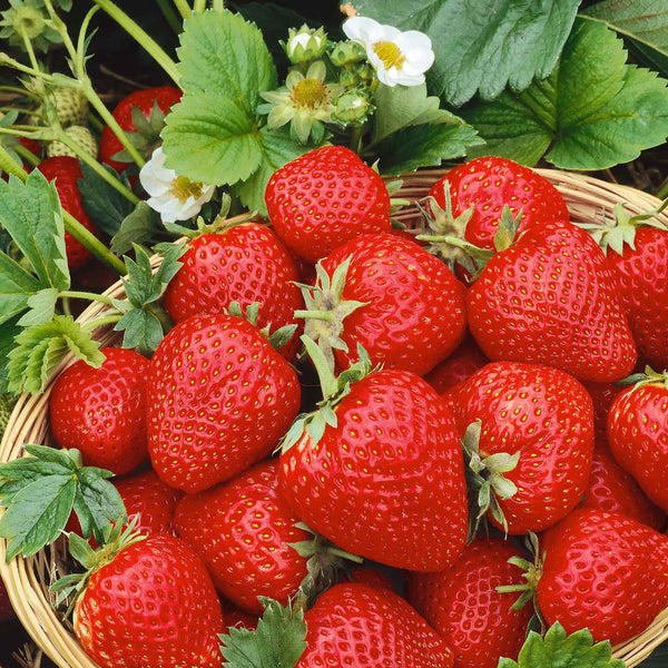 Strawberry Plant 'Cambridge Favourite'