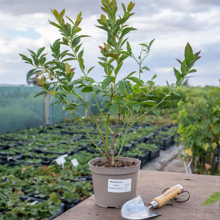 Blueberry Plant 'Duke'