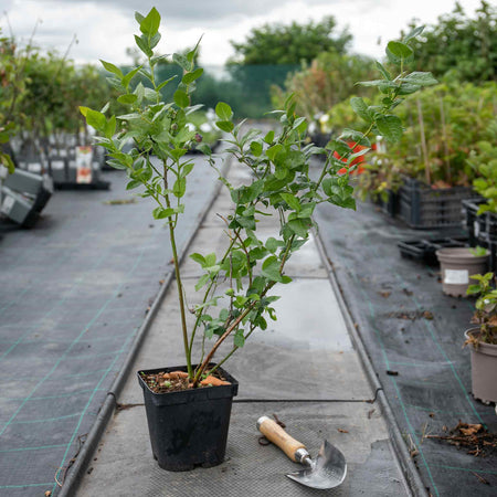 Blueberry Plant 'Northcountry'