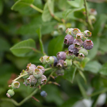 Blueberry Plant 'Northcountry'