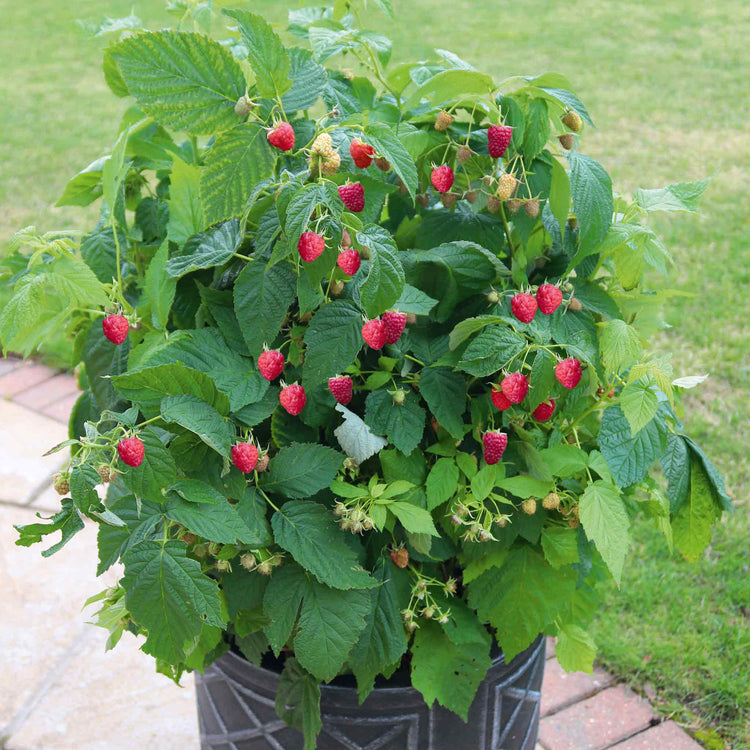 Raspberry Plant Summer Lovers 'Patio Red'