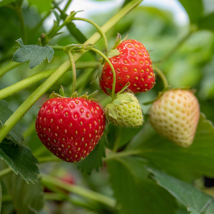 Strawberry Plant 'Long Cropping' Collection