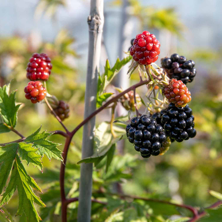 Blackberry Rubus 'Oregon Thornfree' - 15cm Potted Plant