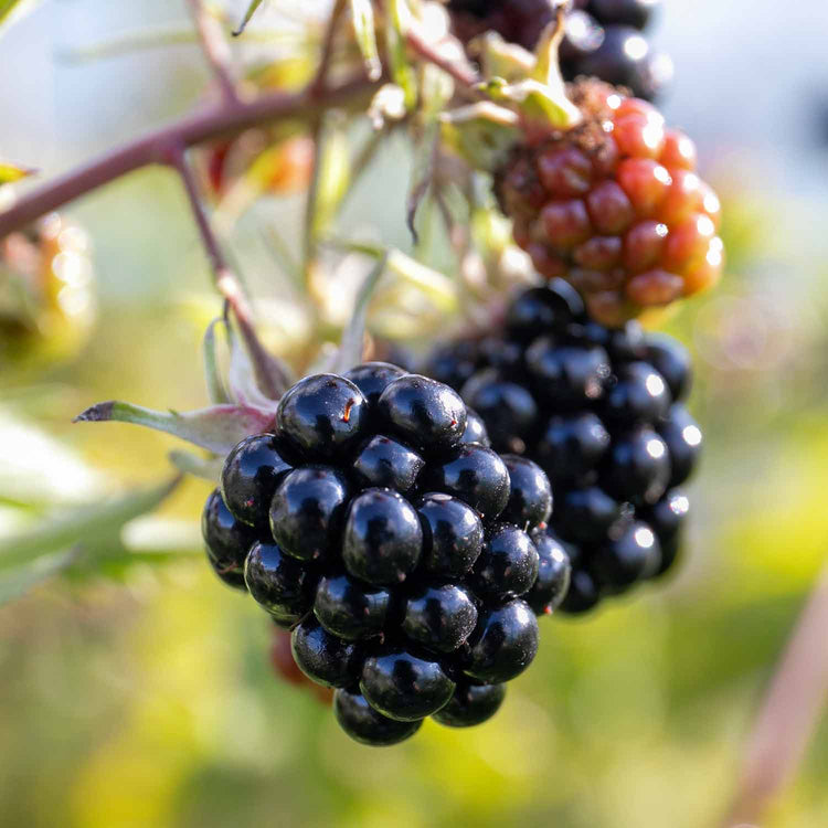 Blackberry Rubus 'Oregon Thornfree' - 15cm Potted Plant