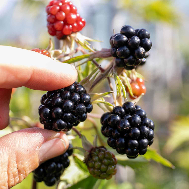 Blackberry Rubus 'Oregon Thornfree' - 15cm Potted Plant