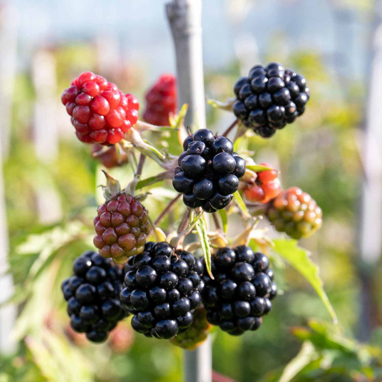 Blackberry Rubus 'Oregon Thornfree' - 15cm Potted Plant