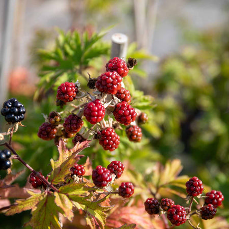 Blackberry Rubus 'Oregon Thornfree' - 15cm Potted Plant