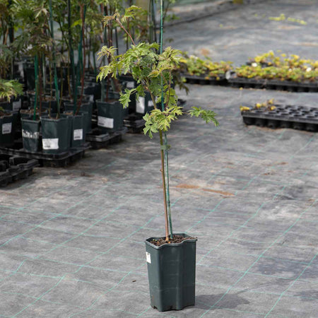 Blackberry Rubus 'Oregon Thornfree' - 15cm Potted Plant