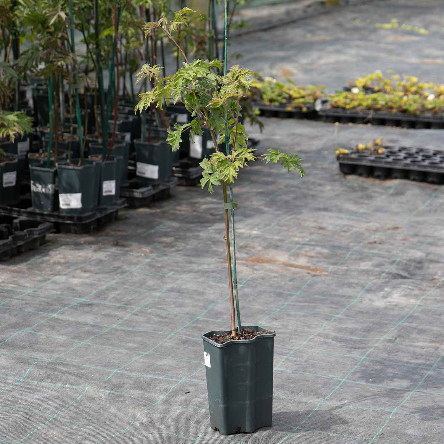 Blackberry Rubus 'Oregon Thornfree' 15cm Potted Plant Buy Blackberry Plants Online