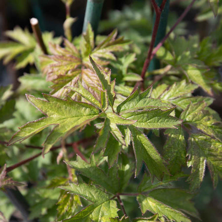 Blackberry Rubus 'Oregon Thornfree' - 15cm Potted Plant