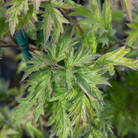 Blackberry Rubus 'Oregon Thornfree' - 15cm Potted Plant