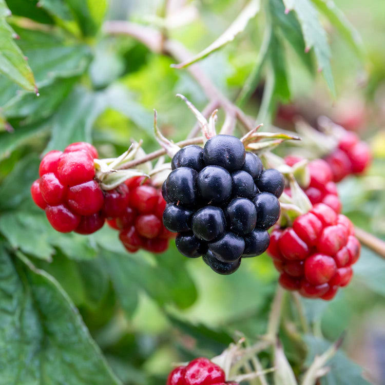 Blackberry Rubus 'Oregon Thornfree' - 15cm Potted Plant