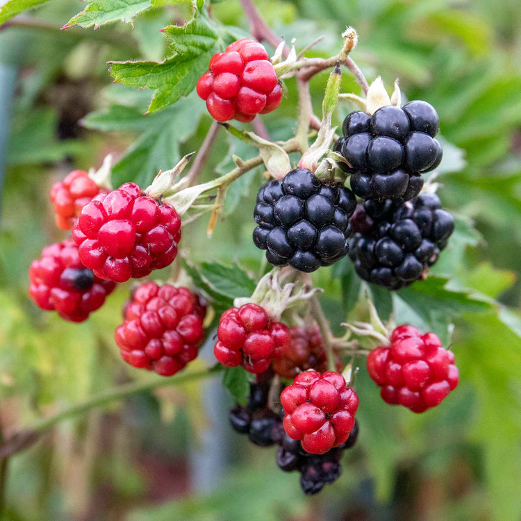 Blackberry Rubus 'Oregon Thornfree' - 15cm Potted Plant