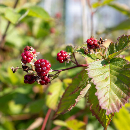 Blackberry Rubus 'Thornfree' - 15cm Plant