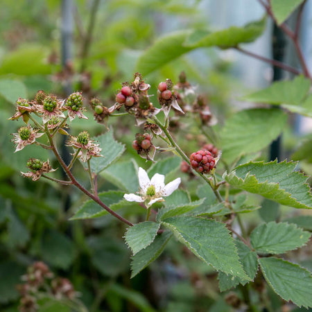 Blackberry Rubus 'Thornfree' - 15cm Plant