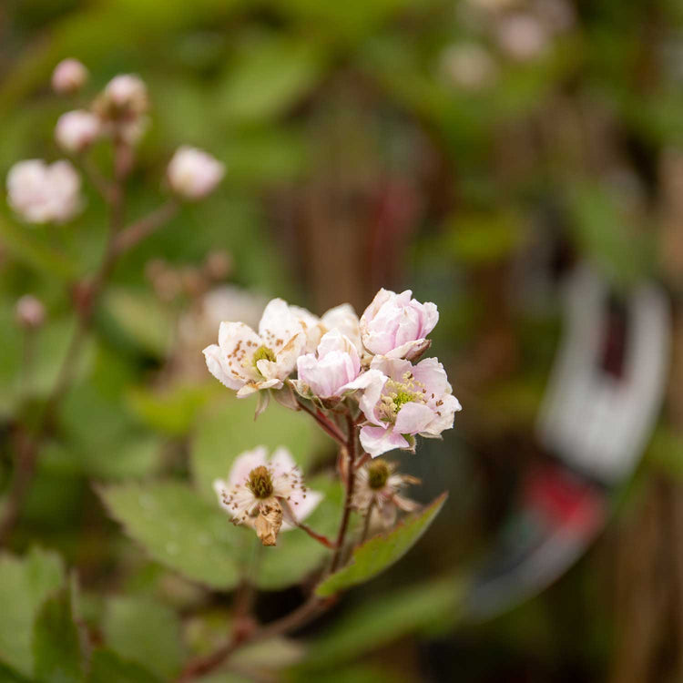 Blackberry Rubus 'Thornfree' - 15cm Plant