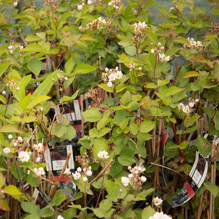 Blackberry Rubus 'Thornfree' - 15cm Plant