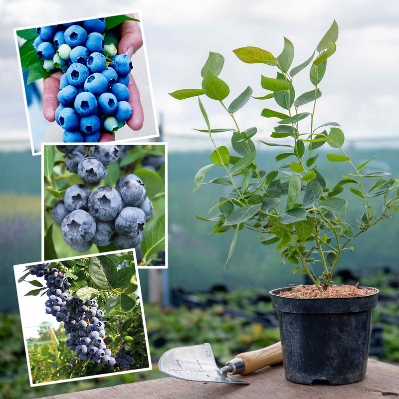 Blueberry Plant 'Long Cropping Collection'