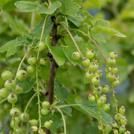 Redcurrant Standard Plant 'Jonkheer van Tets'