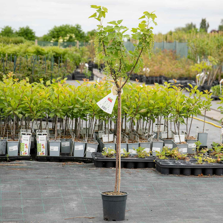 Redcurrant Standard Plant 'Jonkheer van Tets'