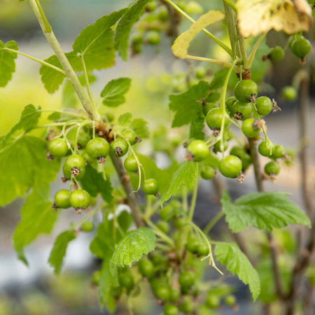 Redcurrant Standard Plant 'Jonkheer van Tets'