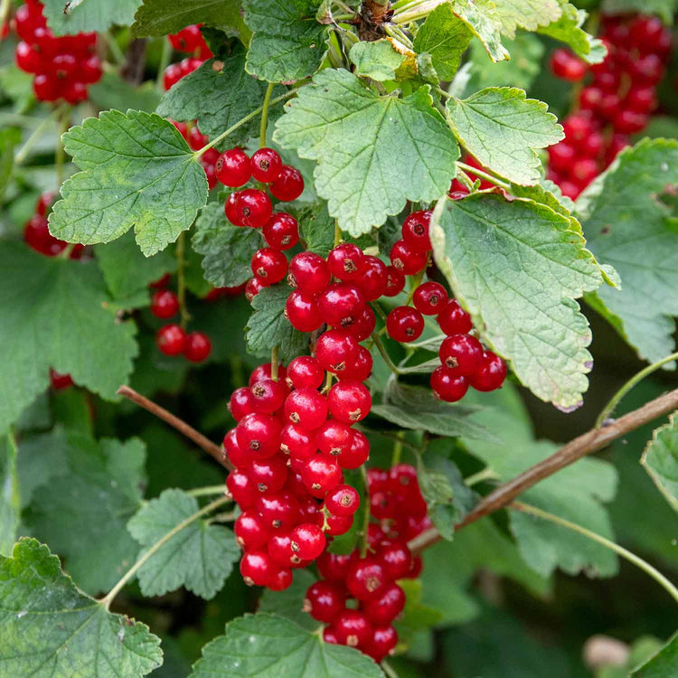 Redcurrant Standard Plant 'Jonkheer van Tets'