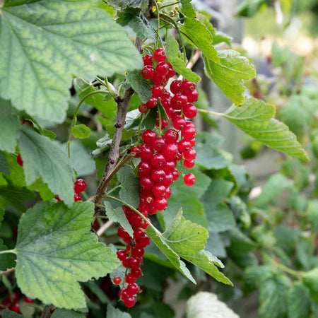 Redcurrant Standard Plant 'Jonkheer van Tets'