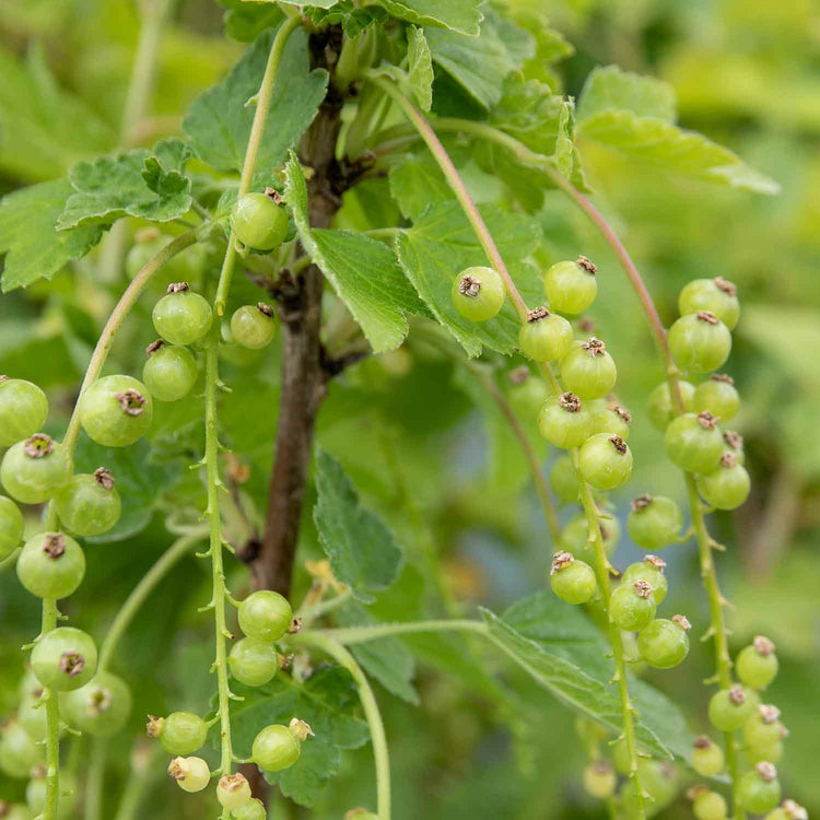 Blackcurrant 'Titania' (Standard) - 3Ltr Plant