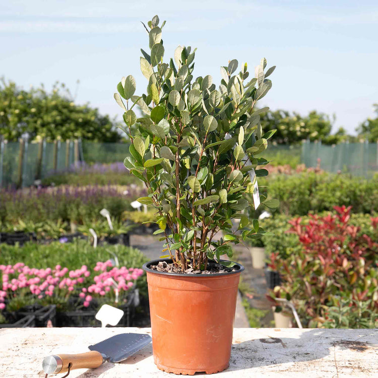 pineapple guava companion plants Pineapple Guava Tree